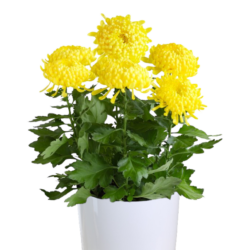 Chrysanthemum (Yellow)